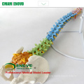 SPINE02 (12373) Medical Science Human Full Size Color Didactic Spine Model, Spine/Vertebrae Models